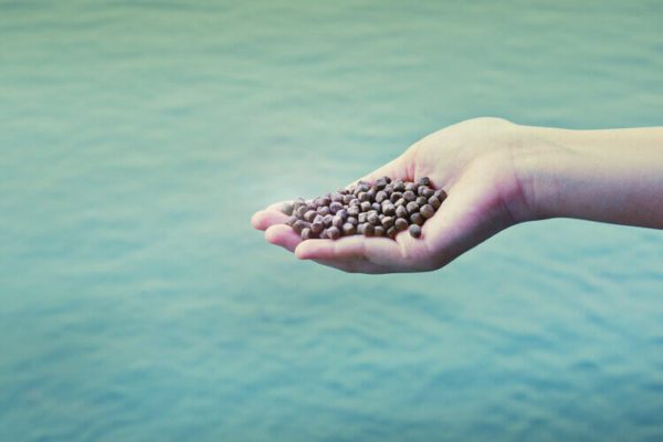 Improved DNA-analyses as tools to cover the need for evidence-based transparency in the aquaculture industry A hand holding fishfood