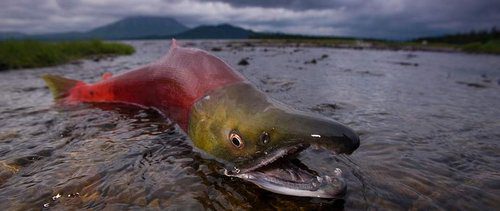 A Wild Alaskan Salmon