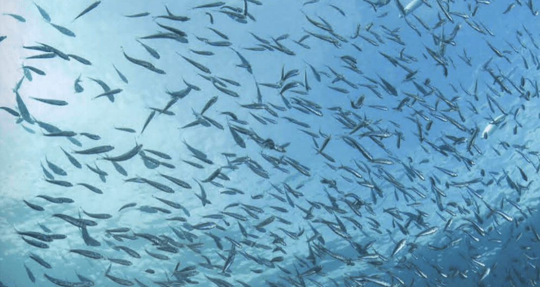 1450 Anchovy is a good source of omega-3