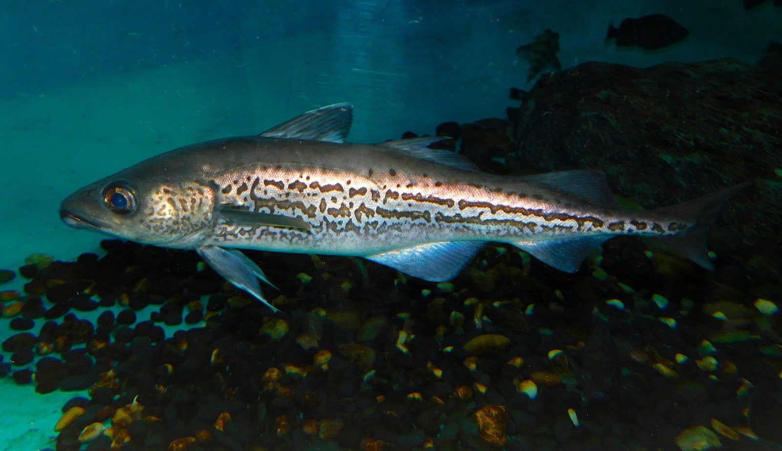 1635 Alaska Pollock Gadus chalcogrammus