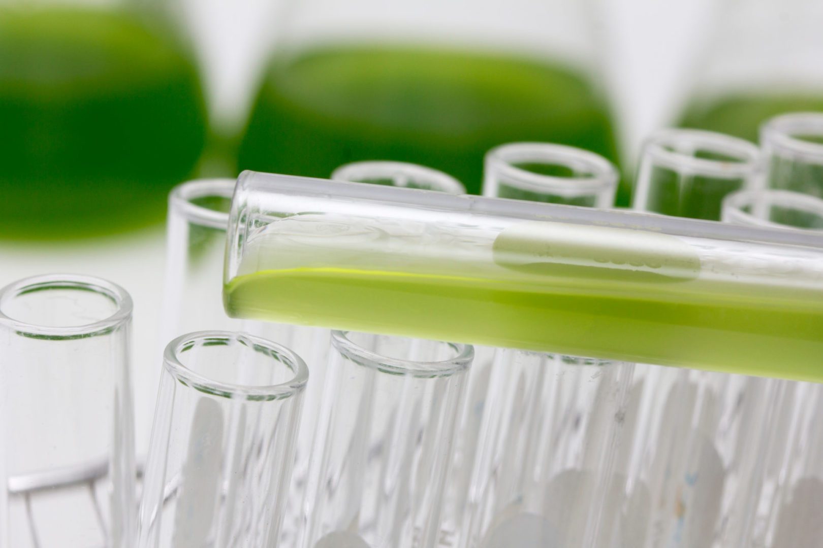 1046 Algal oil1 scaled