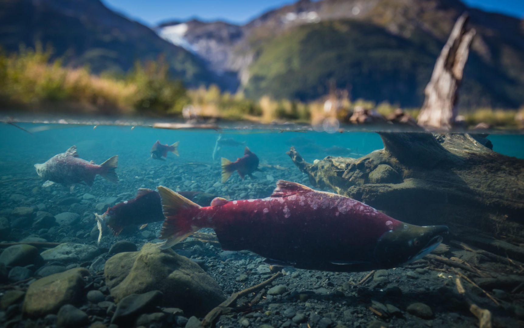 1635 Sockeye salmon1 scaled