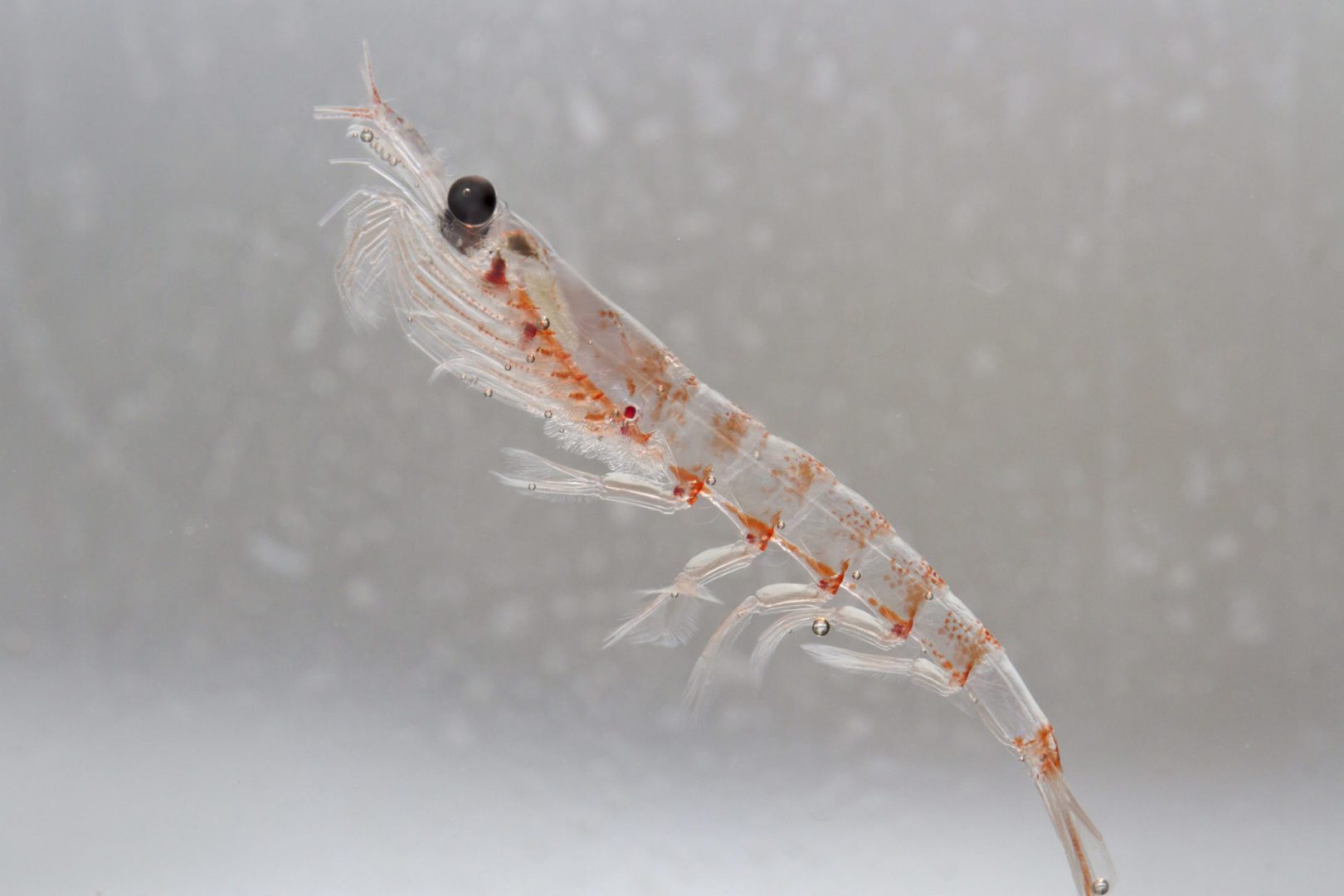 Antarctic krill scaled