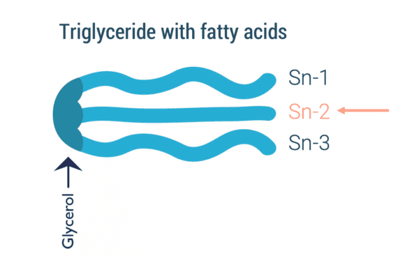 triglyceride